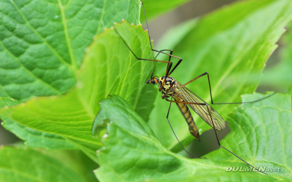 Spotted Crane Fly (Nephrotoma appendiculata)